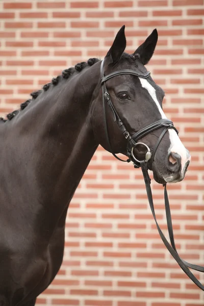 Bel cavallo grande con perfetto stile di capelli — Foto Stock
