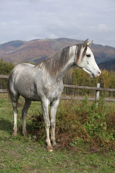 Fin grå arabian stallion — Stockfoto
