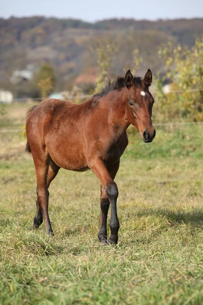 Nice kabardin horse foal in autumn — Stock Photo, Image