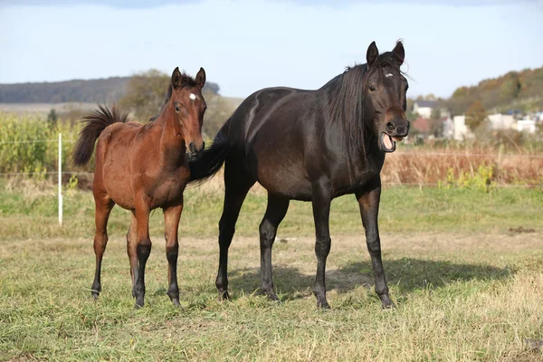 Kabardin horse on pasturage — Stock Photo, Image