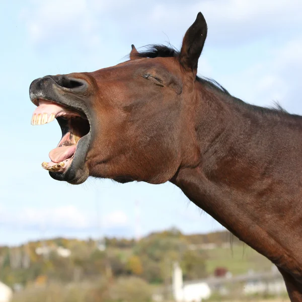 Bel kabardin cavallo sbadigliare — Foto Stock