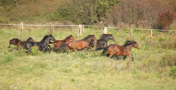 Batch van Kabarden paarden die in het najaar van — Stockfoto