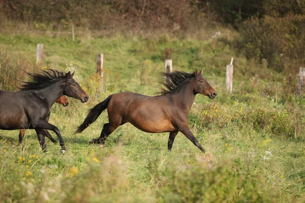 Batch of kabardin horses running in autumn — Stock Photo, Image