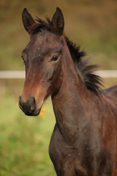 Mooi Kabarden paard veulen in de herfst — Stockfoto