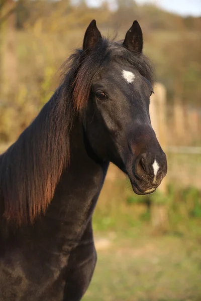 Bel cavallo kabardin nero in autunno — Foto Stock