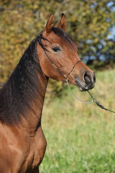 Belo cavalo árabe no outono — Fotografia de Stock
