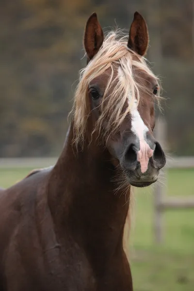 Prachtige Arabische hengst met lange manen — Stockfoto