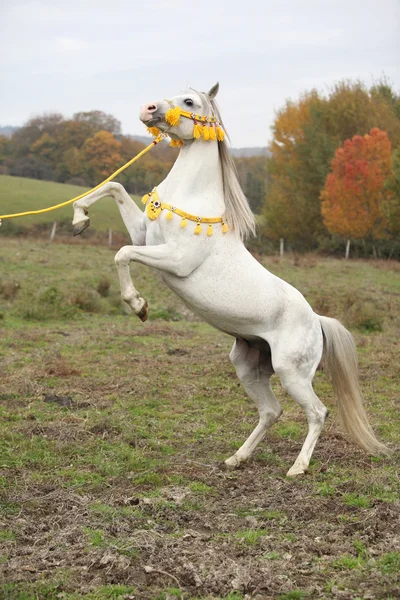 Lindo garanhão árabe prancing — Fotografia de Stock