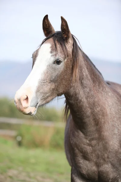 Caballo árabe perfecto en el pastizal en otoño —  Fotos de Stock