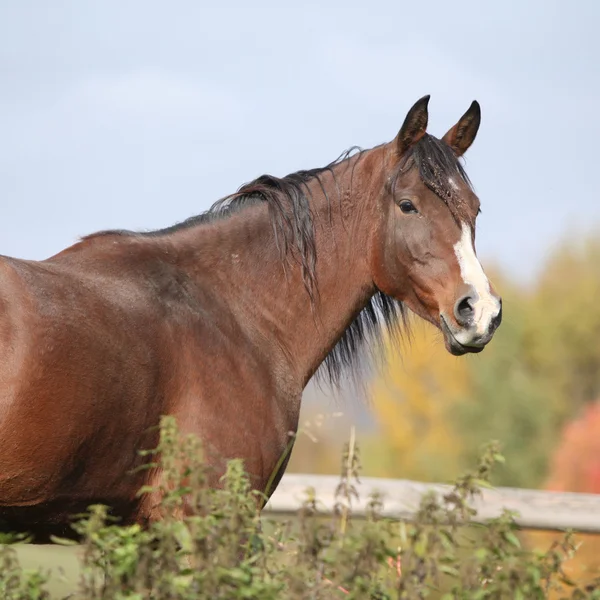 Τέλεια αραβικό άλογο για φθινόπωρο οι βοσκοί — Φωτογραφία Αρχείου