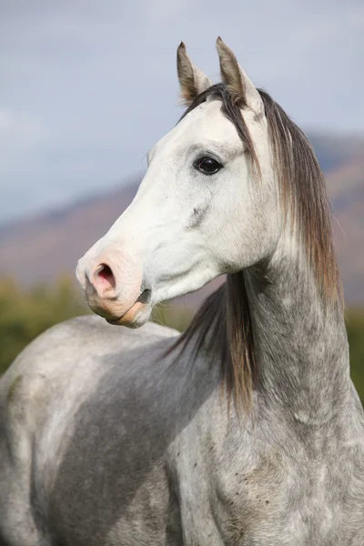 漂亮的阿拉伯种马，用长长的鬃毛，在秋天 — 图库照片