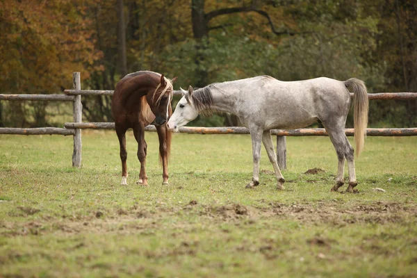 Two stallions playing on pasturage — Stock Photo, Image