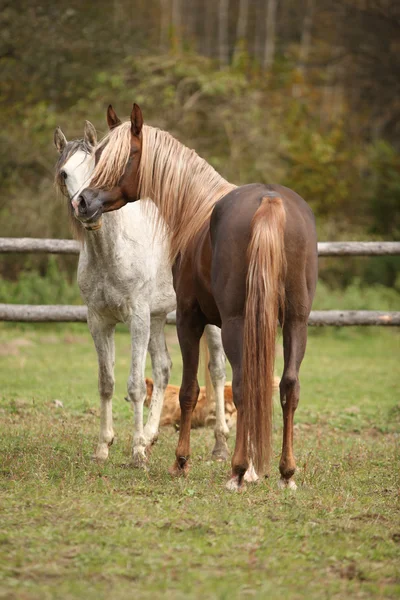 Two stallions playing on pasturage — Stock Photo, Image