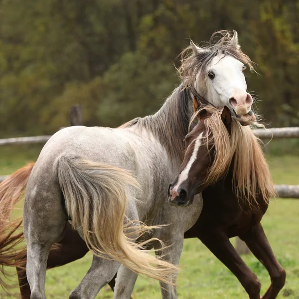 Twee hengsten spelen op weidegronden — Stockfoto