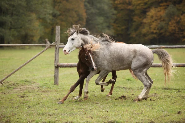 两只种马在牧场上玩 — 图库照片