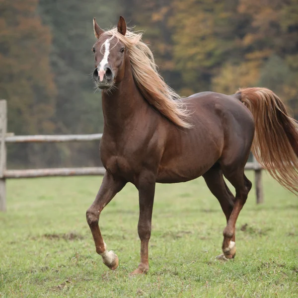 Precioso semental árabe con melena voladora larga — Foto de Stock