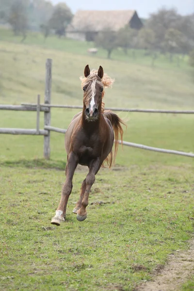 Gorgeous arabian stallion with long flying mane — Stock Photo, Image