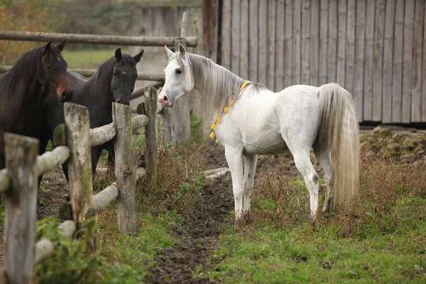 Garanhão branco agradável conhecer outros cavalos — Fotografia de Stock