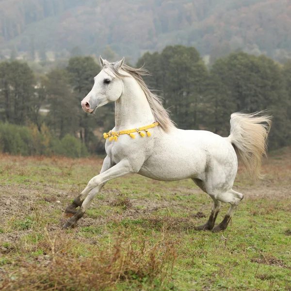 Joli étalon arabe blanc avec crinière volante — Photo