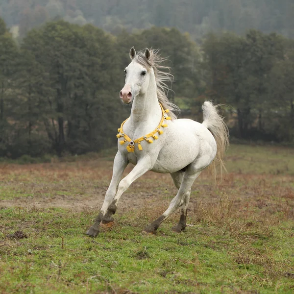 Joli étalon arabe blanc avec crinière volante — Photo