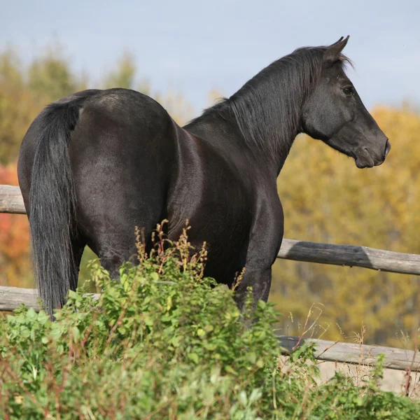 Черная лошадь на пастбище осенью — стоковое фото
