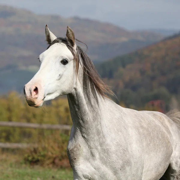 Nice grey arabian stallion with flying mane — Stock Photo, Image