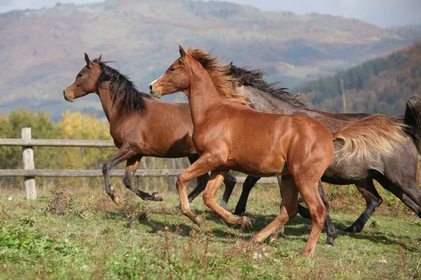 秋の放牧を実行している馬のグループ — ストック写真