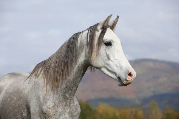 Nice arabian stallion with long mane in autumn — Stock Photo, Image