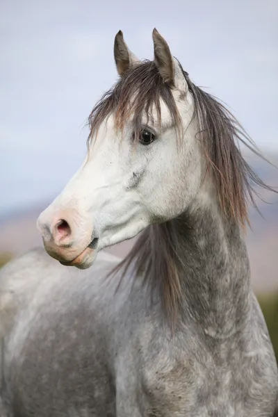 Nice arabian stallion with long mane in autumn — Stock Photo, Image