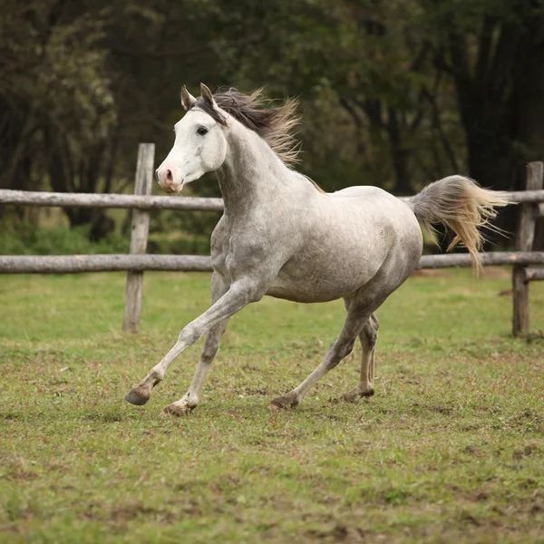 Joli étalon arabe gris avec crinière volante — Photo