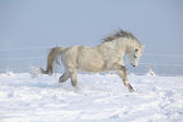 Картина, постер, плакат, фотообои "gorgeous welsh mountain pony running in winter", артикул 36332901