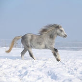 Картина, постер, плакат, фотообои "gorgeous welsh mountain pony running in winter", артикул 36333889