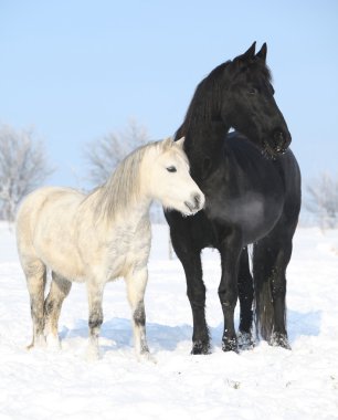 Black horse and white pony together clipart