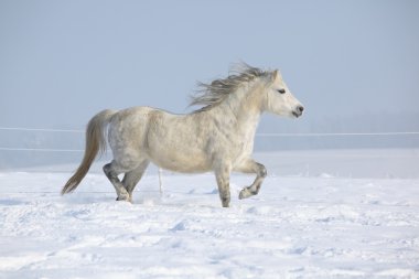 Gorgeous welsh mountain pony running in winter clipart