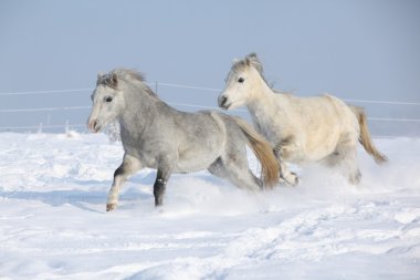 Two gorgeous ponnies running together in winter clipart