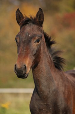 sonbaharın güzel Kabardeyler at tayı