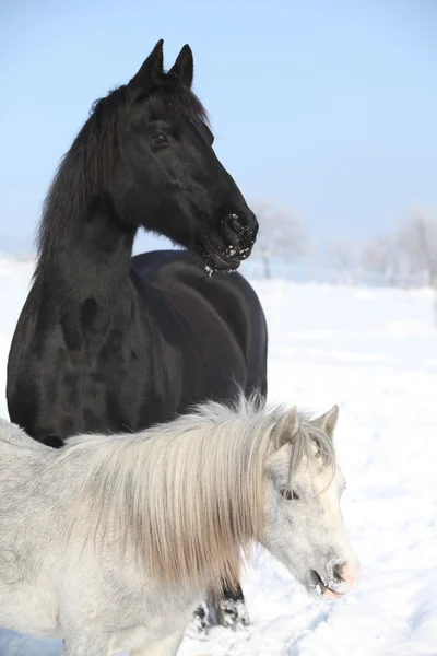 Grijze pony met zwarte Friese paard — Stockfoto