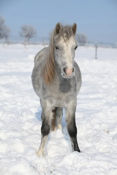 Удивительный серый пони зимой — стоковое фото