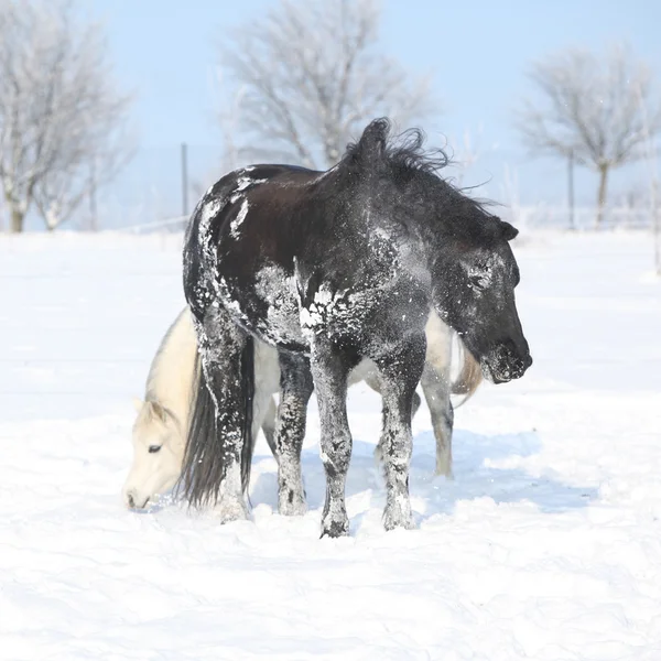 Schwarzes Pferd und weißes Pony zusammen — Stockfoto