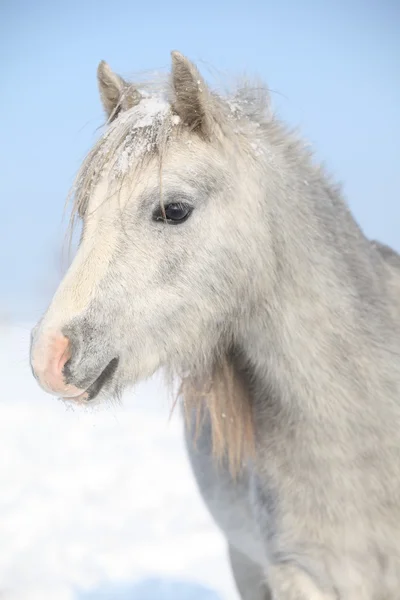 Increíble pony gris en invierno — Foto de Stock
