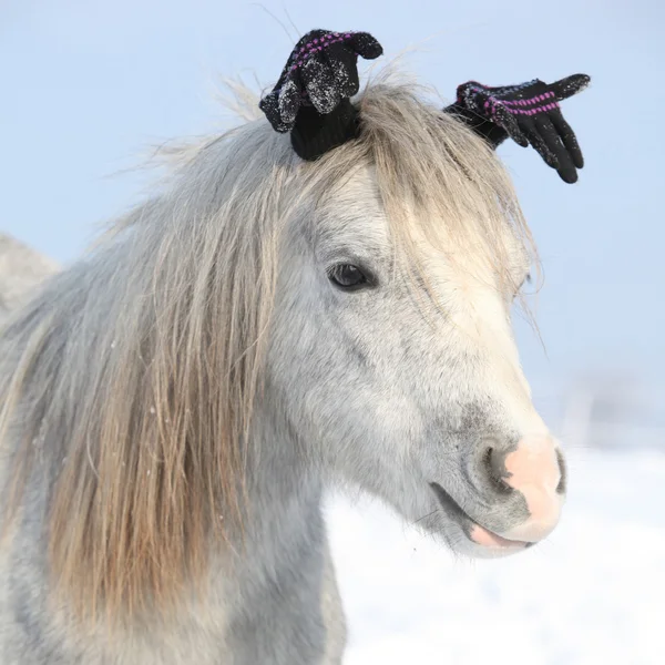 Roliga grå ponny med glowes på vintern — Stockfoto