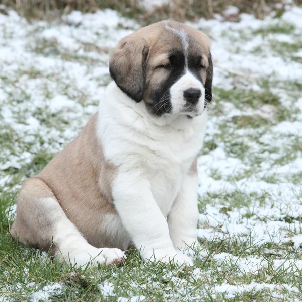 Erstaunliche zentralasiatische Schäferhund Welpen im Winter — Stockfoto