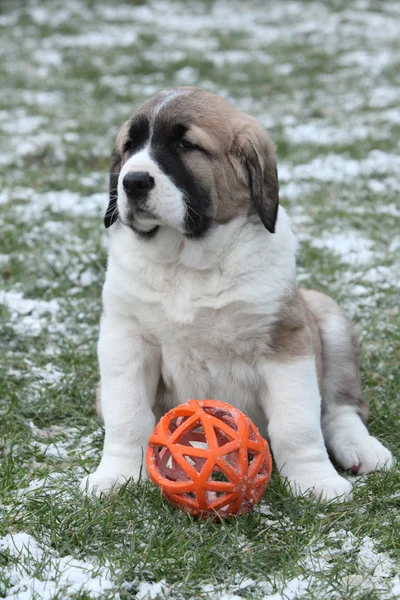 Increíble cachorro pastor de Asia Central con un juguete —  Fotos de Stock