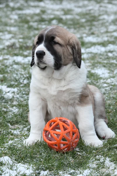 Incroyable chiot berger d'Asie centrale avec un jouet — Photo