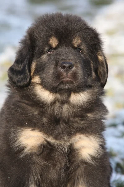 Cãozinho incrível de mastim tibetano olhando para você — Fotografia de Stock