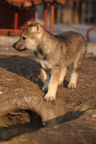 Nice Czechoslovakian wolfdog puppy — Stock Photo, Image