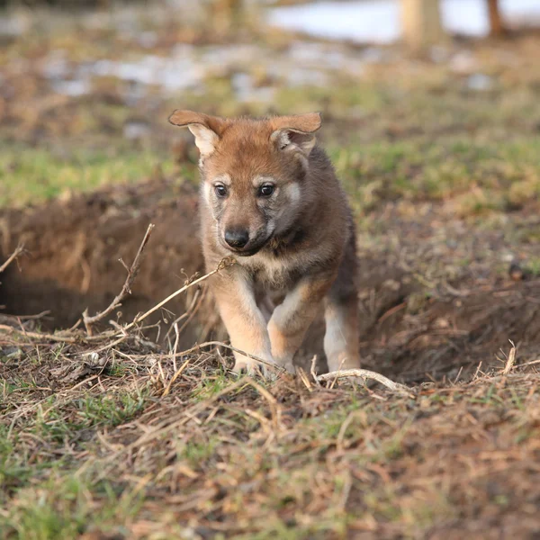 Nice Czechoslovakian wolfdog puppy playing — Stock Photo, Image