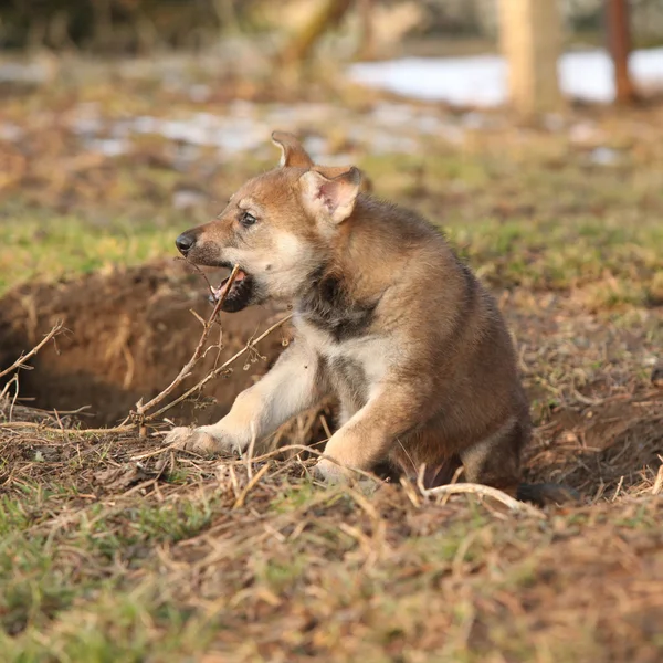 Nice Czechoslovakian wolfdog puppy playing — Stock Photo, Image