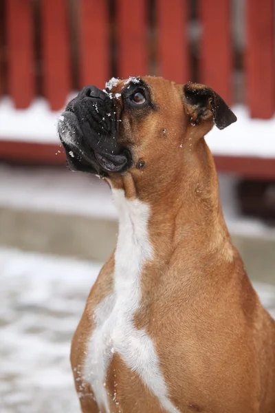 Deutscher Boxer in winter — Stock Photo, Image