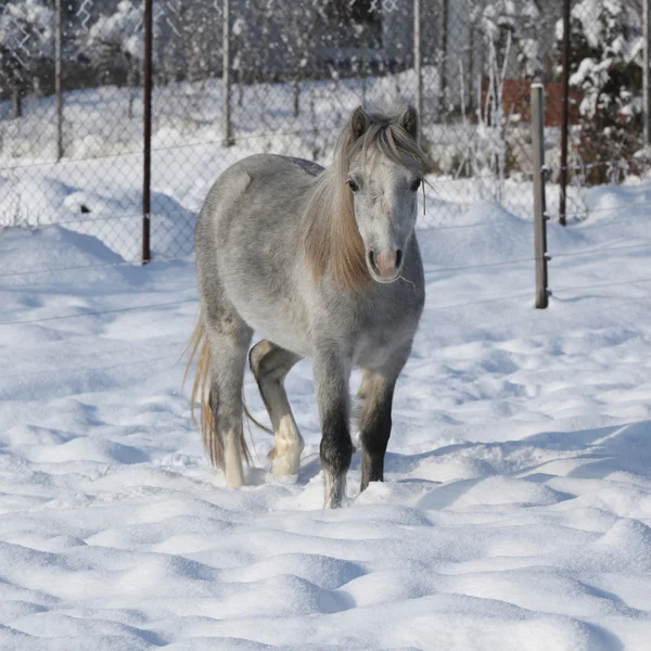 Verbazende jonge merrie in de winter — Stockfoto